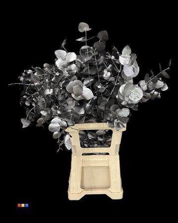 Eucalyptus cinerea kleurbehandeld per bos H%