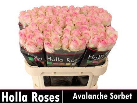 Rosa grootbloemig Avalanche Sorbet+