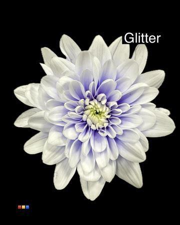 Chrysanthemum Indicum Grp tros kas kleurbehandeld H%