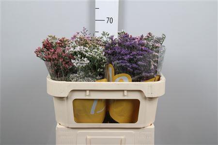 Limonium sinensis Diamond gemengd