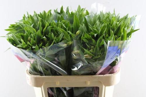 Alstroemeria Pink Floyd