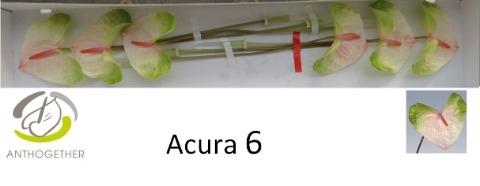 Anthurium Andreanum Grp Acura