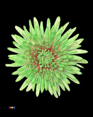 Chrysanthemum (Indicum Grp) geplozen Topspin kleurbehandeld H%
