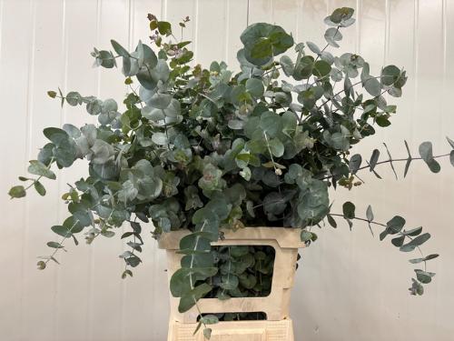 Eucalyptus per bos cinerea