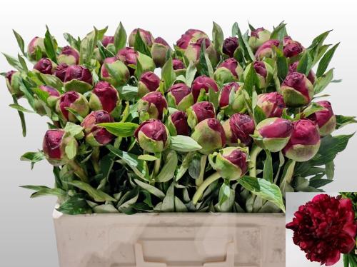 Paeonia 'Christmas Velvet'