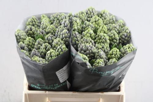 Hyacinthus orientalis overig