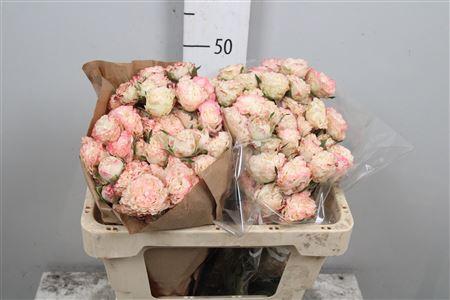Rosa tros Charming Flow