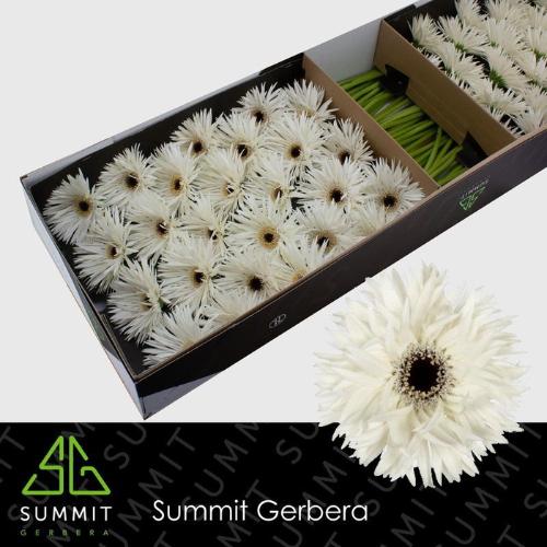 Gerbera grootbloemig Garden Ghost
