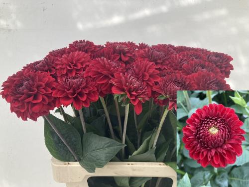Dahlia 'Red Fox'