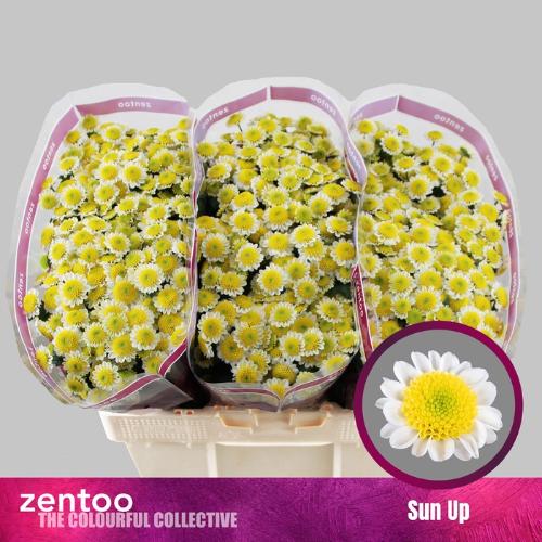 Chrysanthemum Indicum Grp tros santini 'Sun Up'