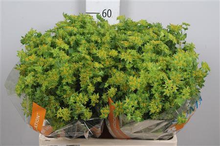 Bupleurum griffithii
