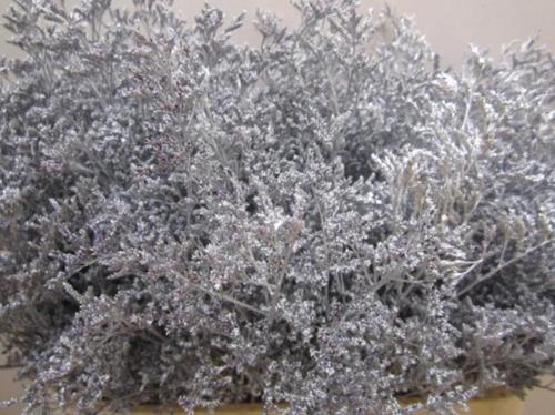 Limonium overig kleurbehandeld H%