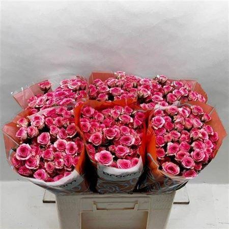 Rosa tros Tralala