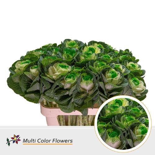 Brassica oleracea kleurbehandeld H%