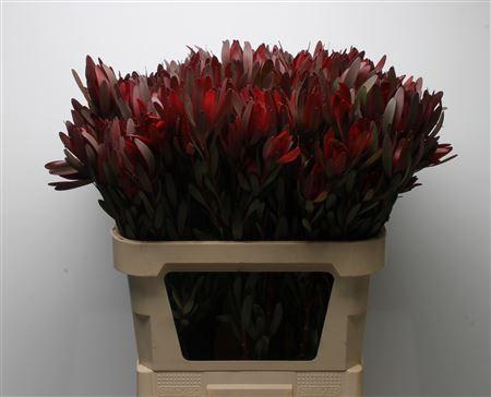 Leucadendron 'Safari Sunset'