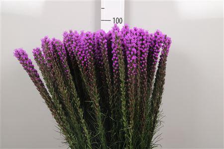 Liatris spicata 'Callilepis'