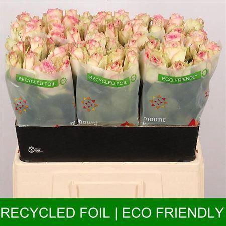 Rosa grootbloemig Esperance