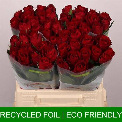 Rosa grootbloemig Madam Red