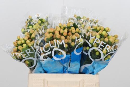 Hypericum Coco Gelato