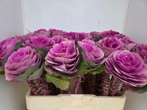 Hippeastrum Galaxy Grp per kelk 'Red Lion'