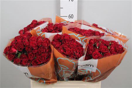 Rosa tros Rubicon