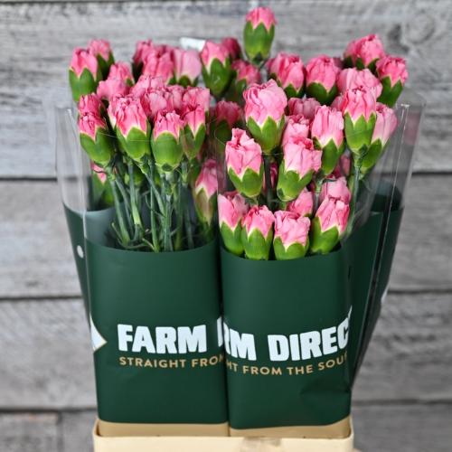 Dianthus standaard overig