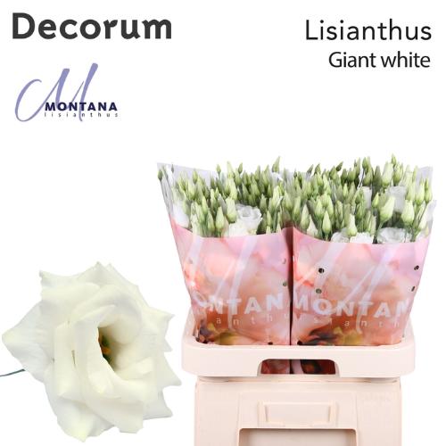 Eustoma russellianum gevuldbloemig 'Arena Giant White'
