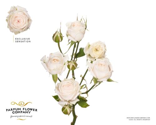 Rosa tros Exclusive Sensation