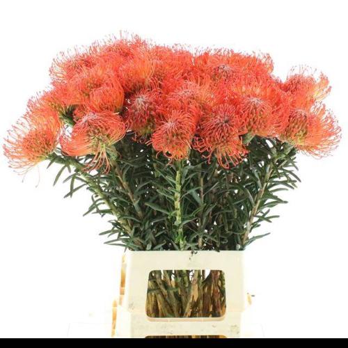 Leucospermum cordifolium 'Succession'
