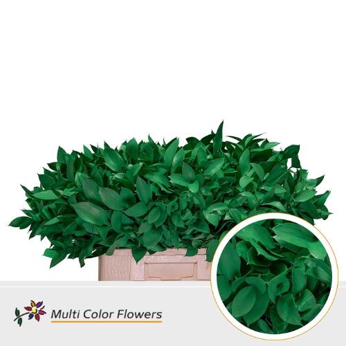 Ruscus kleurbehandeld H%