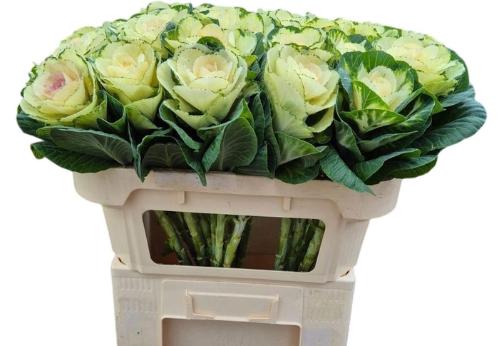 Brassica oleracea 'White Crane'