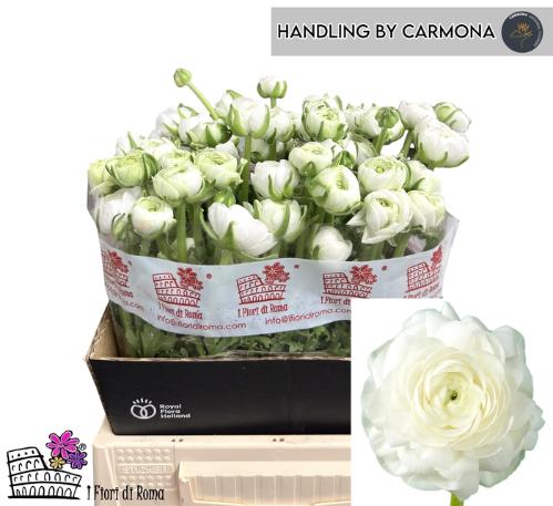 Ranunculus asiaticus 'Elegance White'