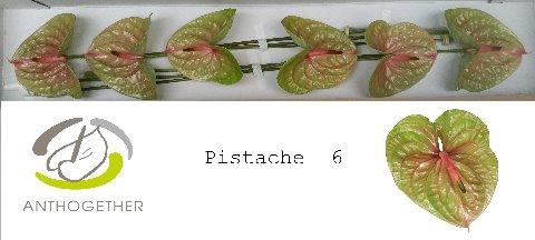 Anthurium Andreanum Grp Pistache