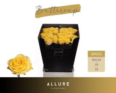 Rosa grootbloemig Buttercup