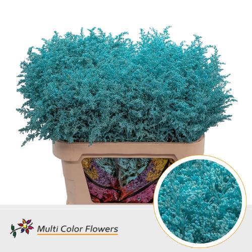 Solidago kleurbehandeld H%