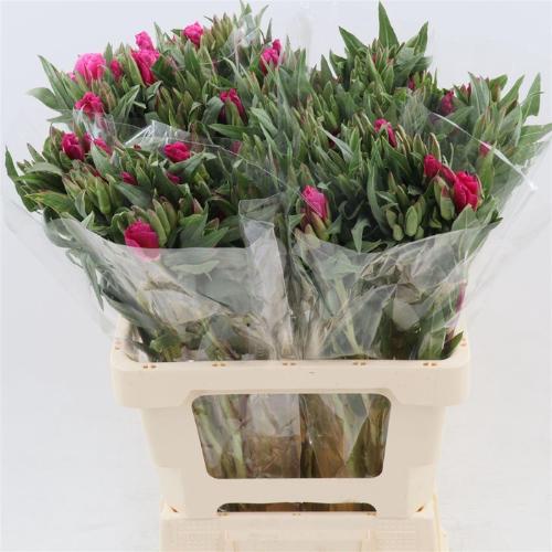 Clarkia amoena 'Grace Red'