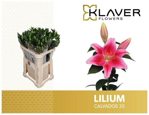 Lilium Oriental Grp 'Calvados'
