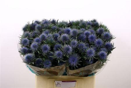 Eryngium planum Magnetar Questar