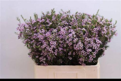 Chamelaucium uncinatum 'Early Nir'