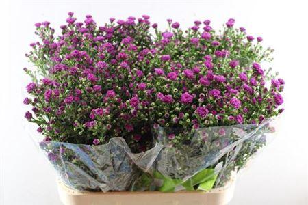 Aster Novi-belgii Grp 'Flash'