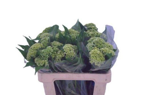 Celosia argentea (Cristata Grp) 'Act Verda'