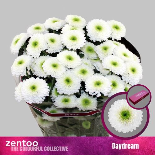 Chrysanthemum (Indicum Grp) tros Daydream