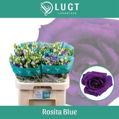 Eustoma russellianum gevuldbloemig 'Rosita Blue'