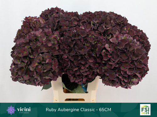 Hydrangea macrophylla Magical Rubyred (classic paars)