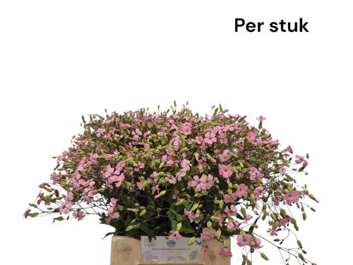 Saponaria overig