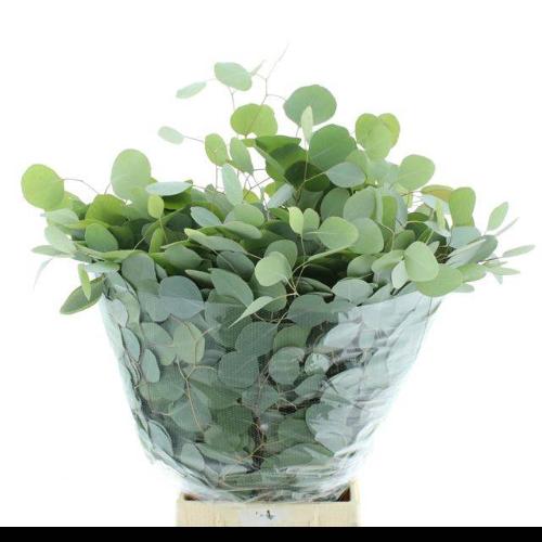Eucalyptus per bos polyanthemos