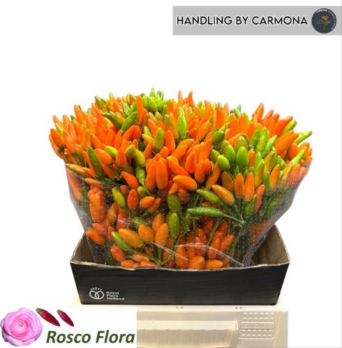 Capsicum annuum per tak 'Orange Fire' (peper)