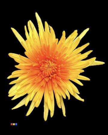 Chrysanthemum geplozen kas kleurbehandeld H%
