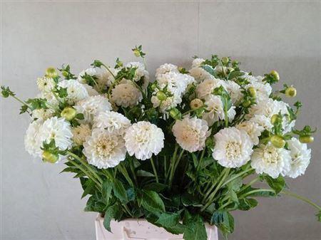 Dahlia Pompon Grp 'White Aster'