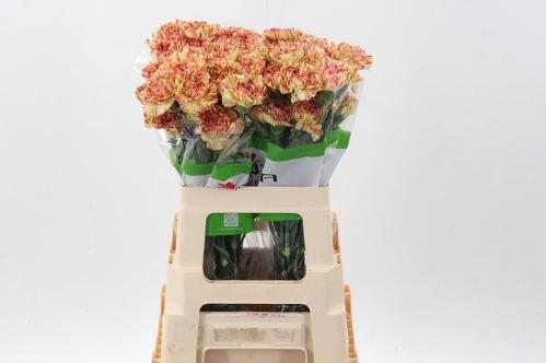 Dianthus standaard overig